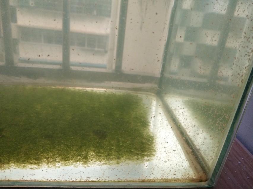 水蚤养殖技术_饲养水蚤需要什么环境_水蚤养殖技术视频