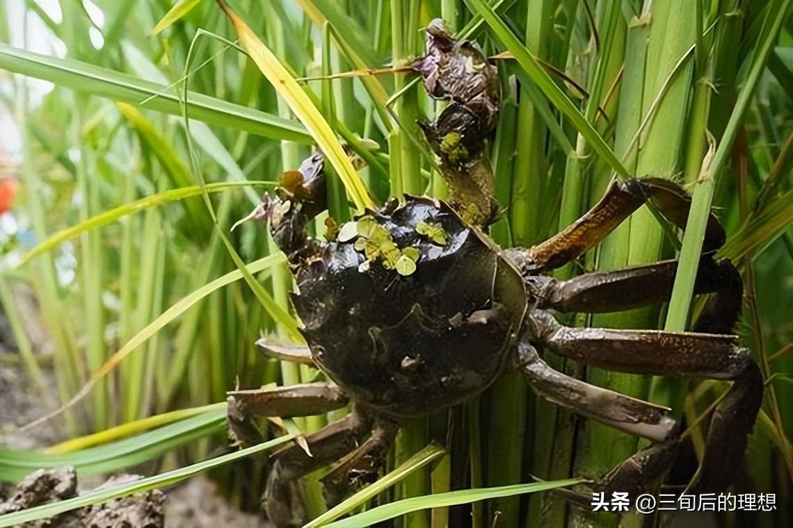 螃蟹培训养殖技术有哪些_螃蟹养殖技术培训_螃蟹养殖培训基地