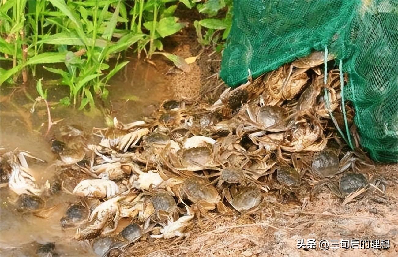 螃蟹养殖培训基地_螃蟹养殖技术培训_螃蟹培训养殖技术有哪些