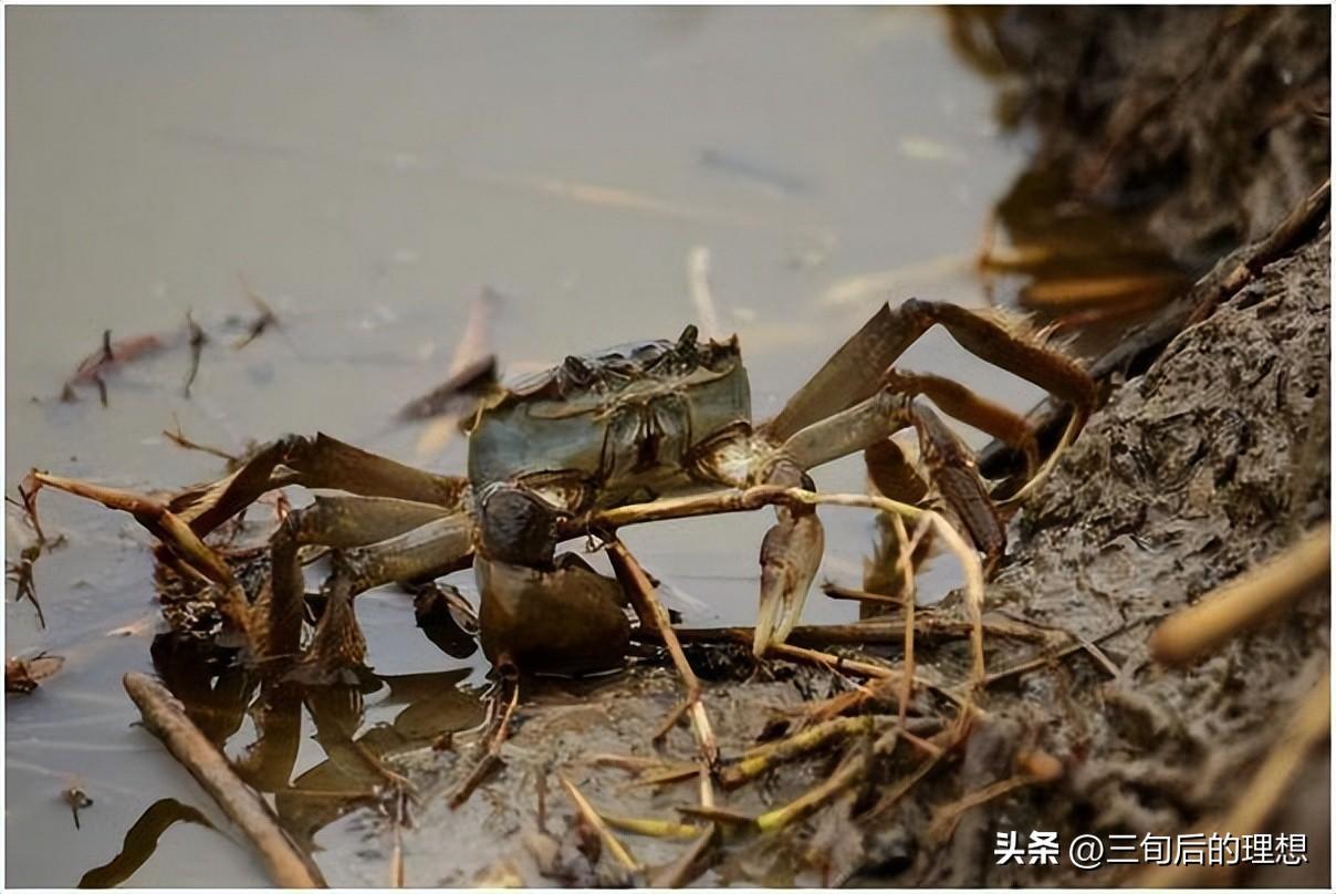 螃蟹养殖技术培训_螃蟹养殖培训基地_螃蟹培训养殖技术有哪些