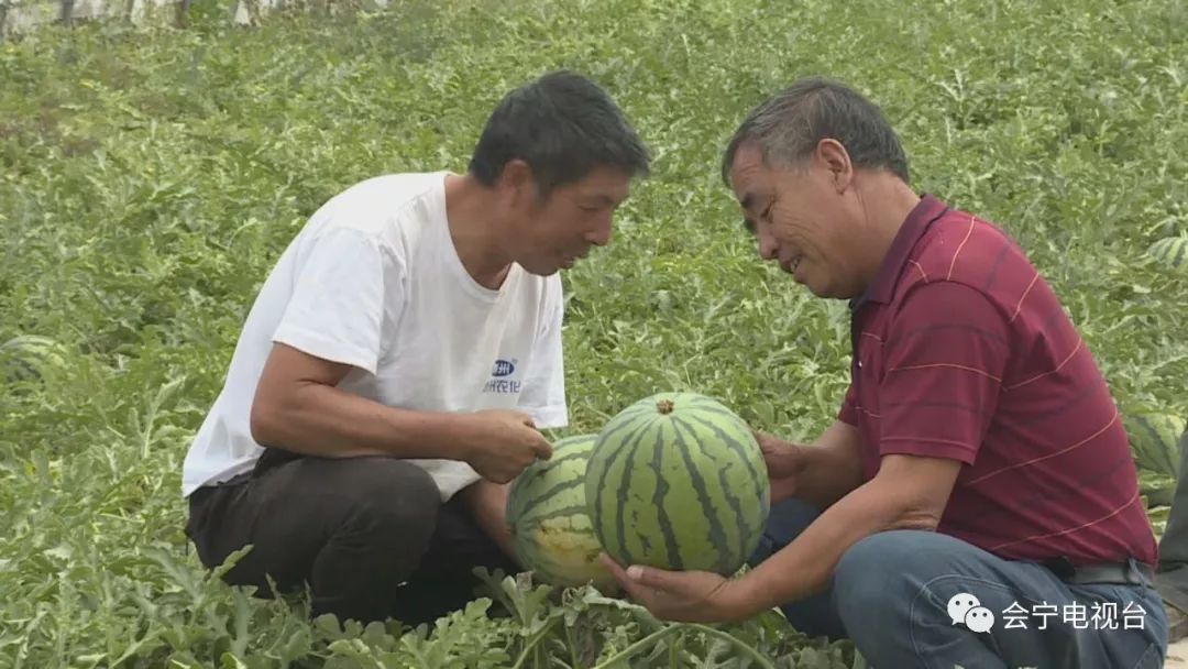 大棚种瓜的步骤_大棚种瓜技术视频_大棚种植致富瓜