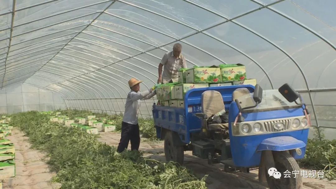 大棚种瓜技术视频_大棚种植致富瓜_大棚种瓜的步骤