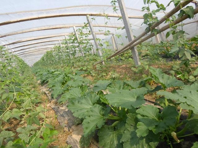 种植技术：西葫芦的栽培方式，春季和冬季，适合哪种栽培