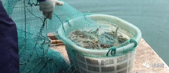大棚养殖海鲜技术_海鲜养殖技术视频_海鲜养殖大棚技术规程