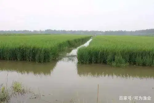 稻田养虾技术手册（完全版）