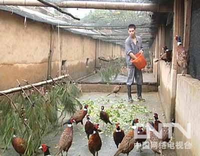 山鸡养殖场_养殖山鸡前景怎么样_本地山鸡怎么养殖技术