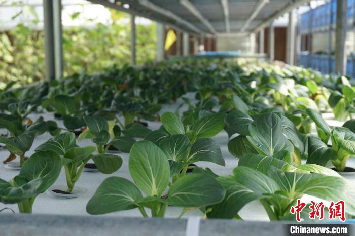 养殖尾水经过物理过滤、微生物处理、水培菜吸收等环节，可以重复利用。　孙权 摄