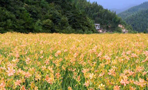 养殖白鹇需要什么手续_白鹇养殖技术_白鹇养殖技术视频