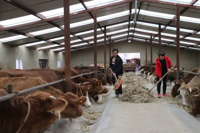 交岔乡：肉牛养殖助力乡村产业振兴