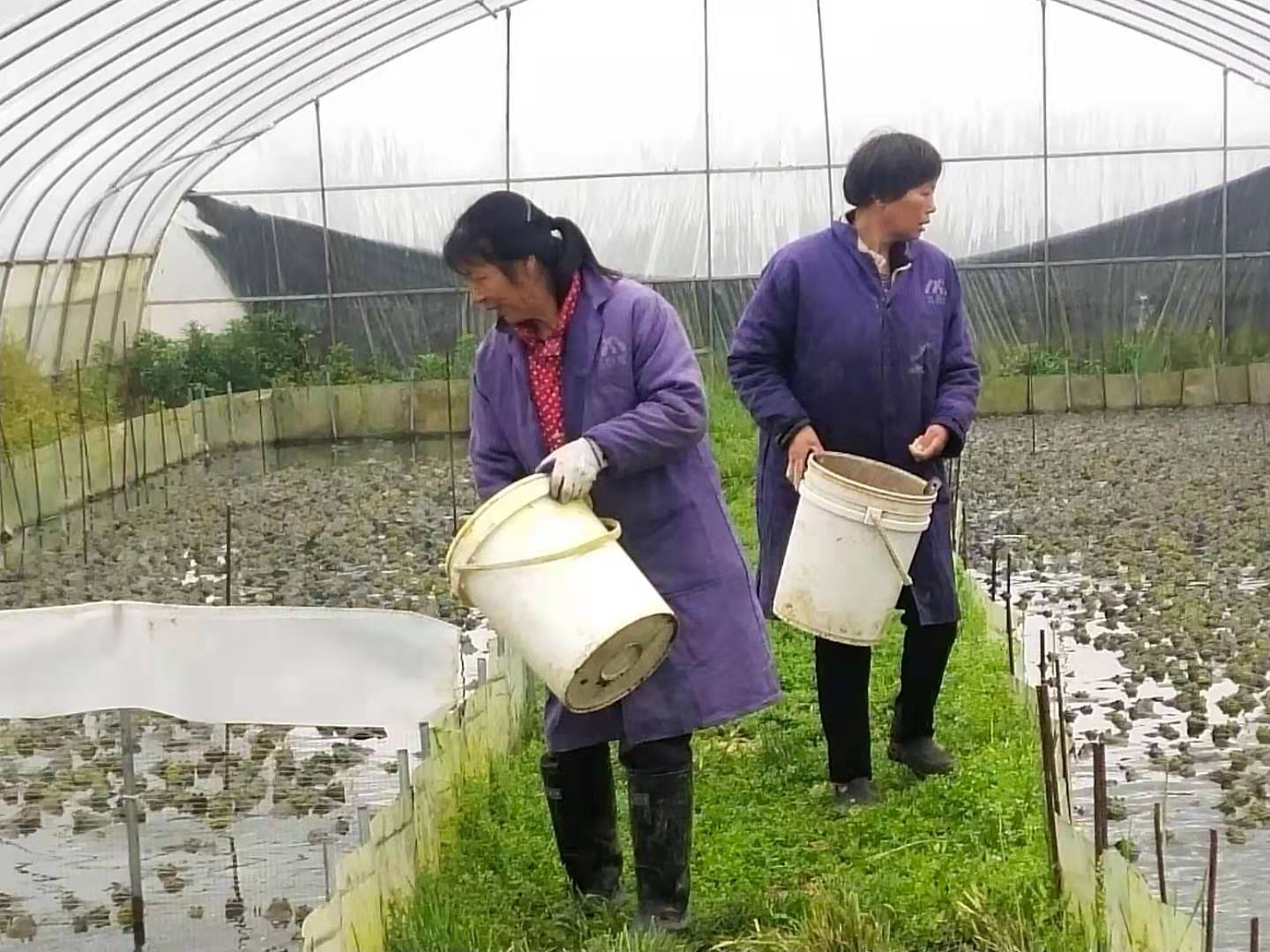 养殖牛蛙的养殖方法_养殖大全牛蛙技术要求_牛蛙养殖技术大全
