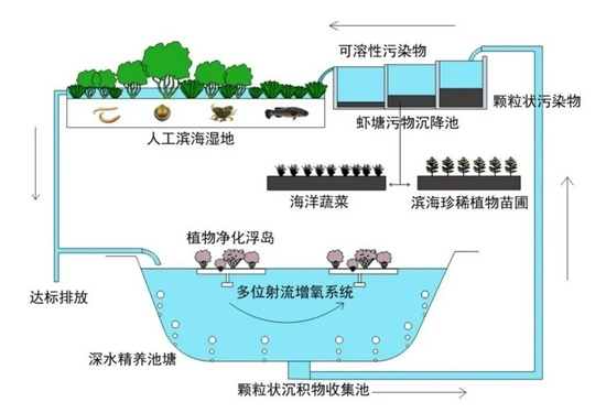 传统虾塘红树林生态改造基本技术路线