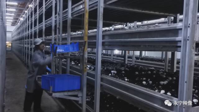蘑菇种植公司致富_蘑菇种植加盟真的吗_蘑菇种植投资与利润