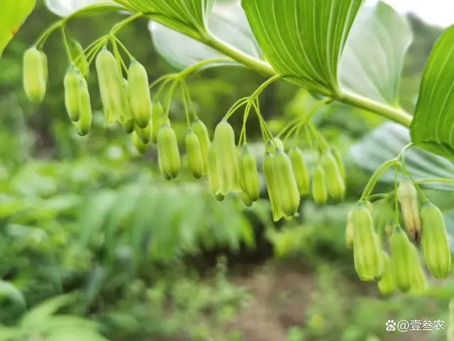 大姜如何种植技术_种植姜的技术_种姜技术咨询技术视频