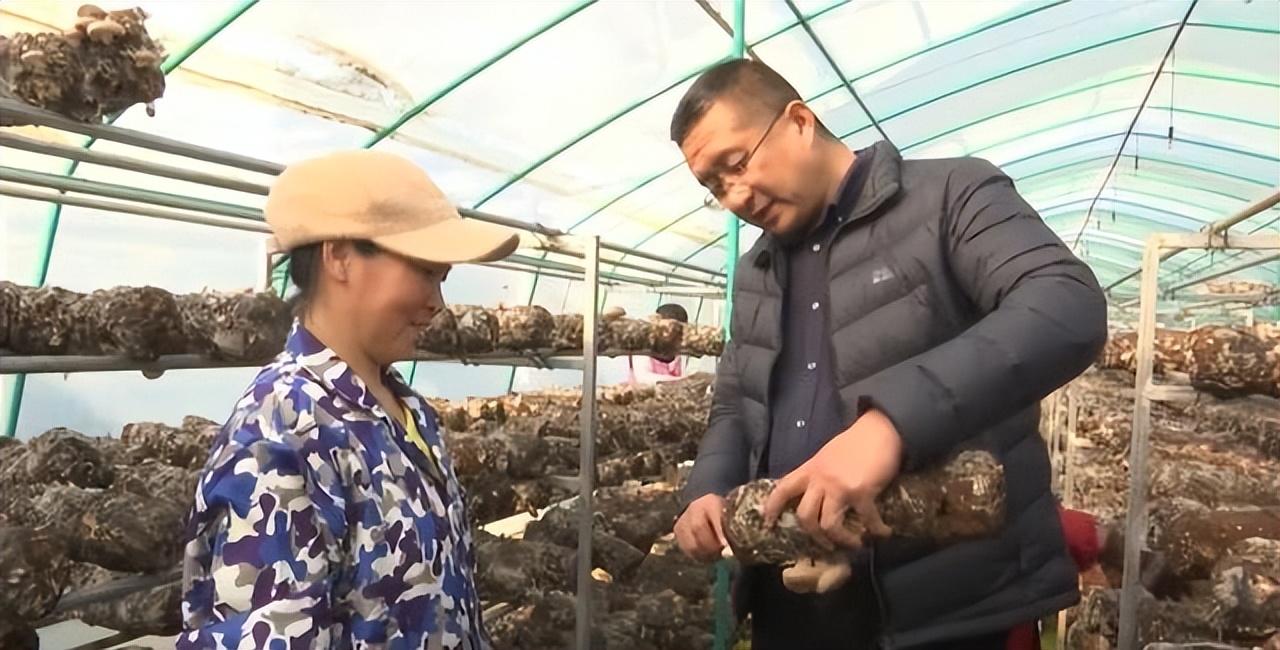 种蘑菇发家致富_种植磨菇致富的人_种蘑菇致富能手