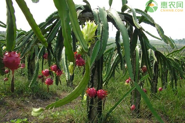 致富果树种植方法_致富经果树种植_致富果树种植条件