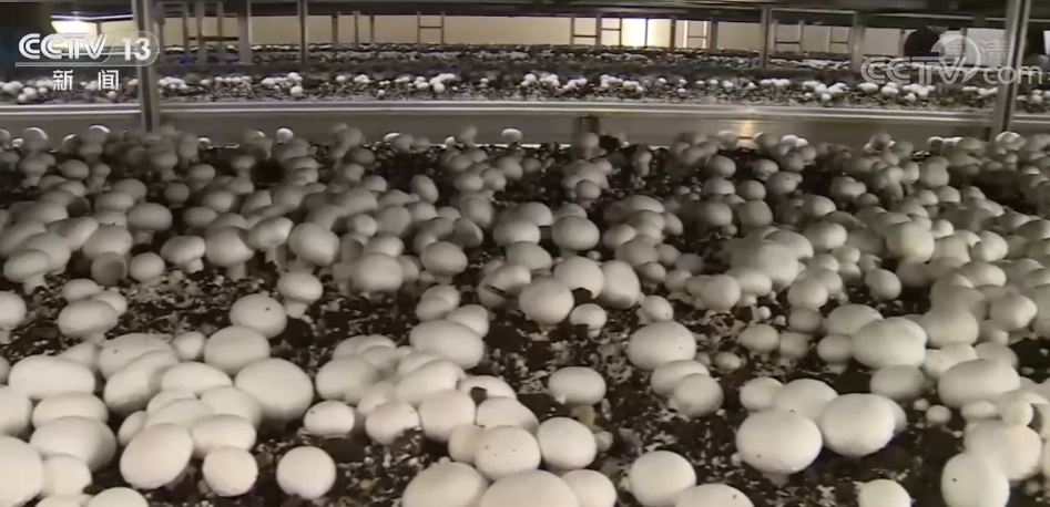秸秆养虫视频_秸秆养殖技术_致富经用秸秆养虫