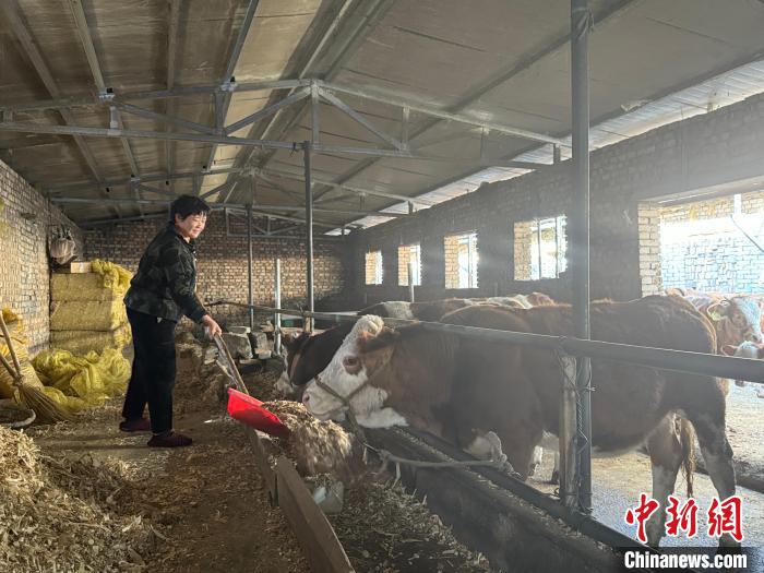致富经林下养牛成功的视频_致富经养牛人成功视频_致富经养牛致富故事视频