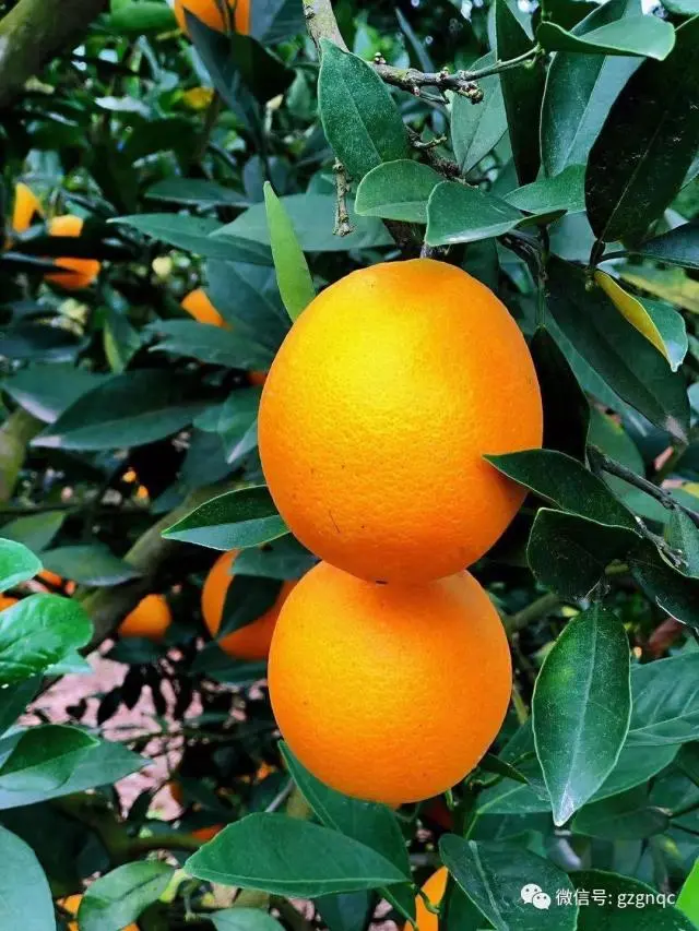 于都县橙子_于都种植脐橙致富_于都县脐橙果树种植基地