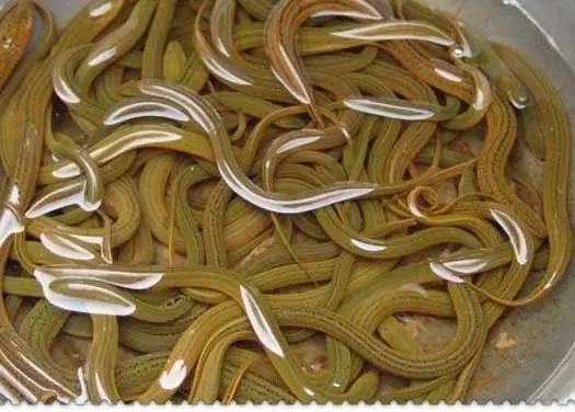 仙桃顺民富生物技术有限公司黄鳝、泥鳅养殖-网箱养殖方法第五篇
