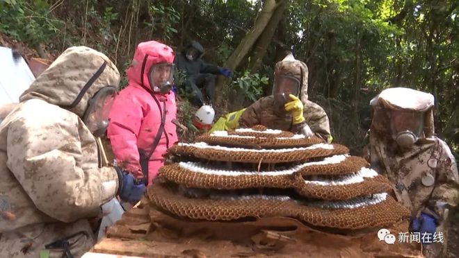 灵山县养蛇的致富经_灵山县养蛇之乡_灵山养猪项目