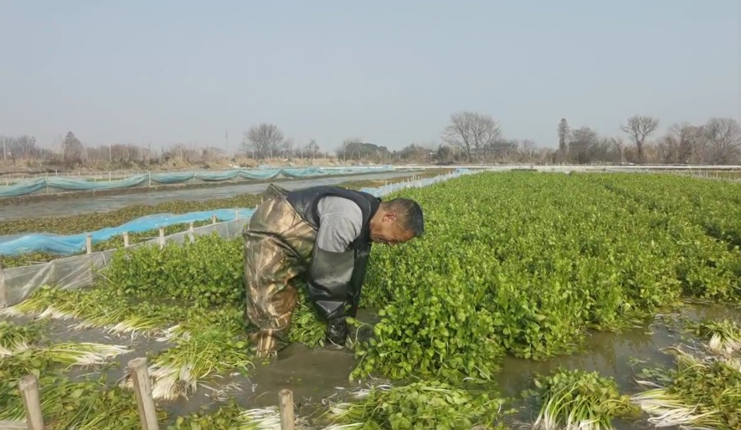 一年采收4～5茬，四季皆可种植！贫困村逆袭亿元村，全靠这个菜