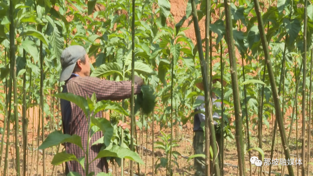 致富热经种植_致富种植视频全集_致富种植什么比较赚大钱