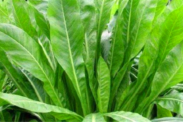菊苣种植技术：探索高效栽培模式