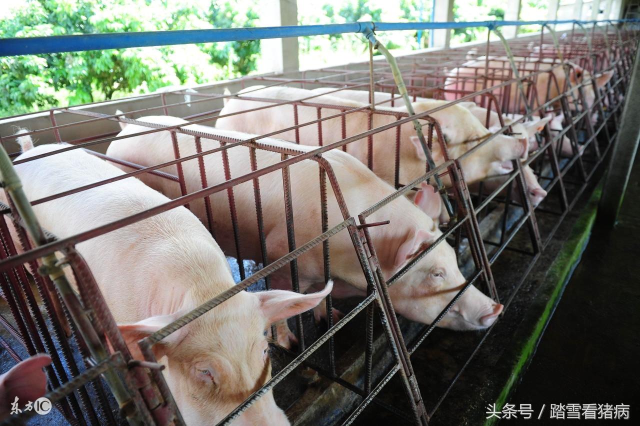 猪场应该如何选种猪，养猪人分享经验，一起学习不能错过