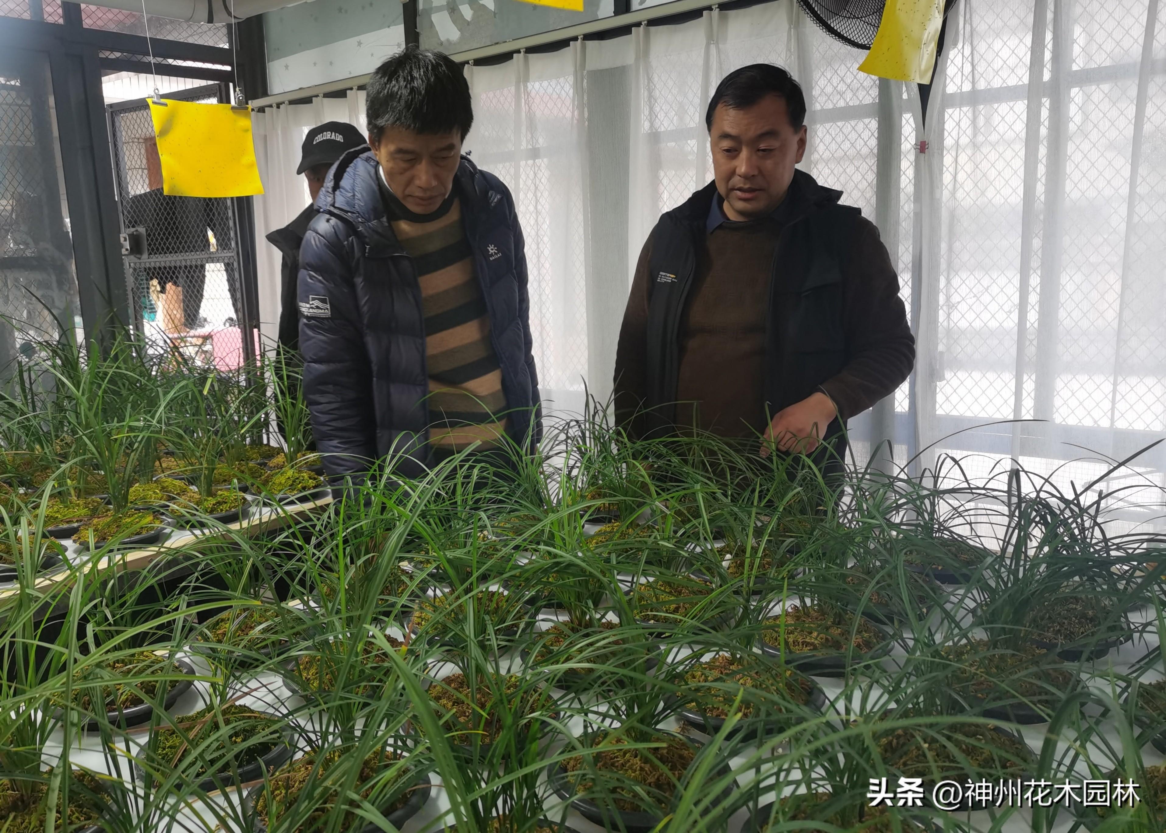 养兰致富经_致富经养兰花视频_国兰养殖致富
