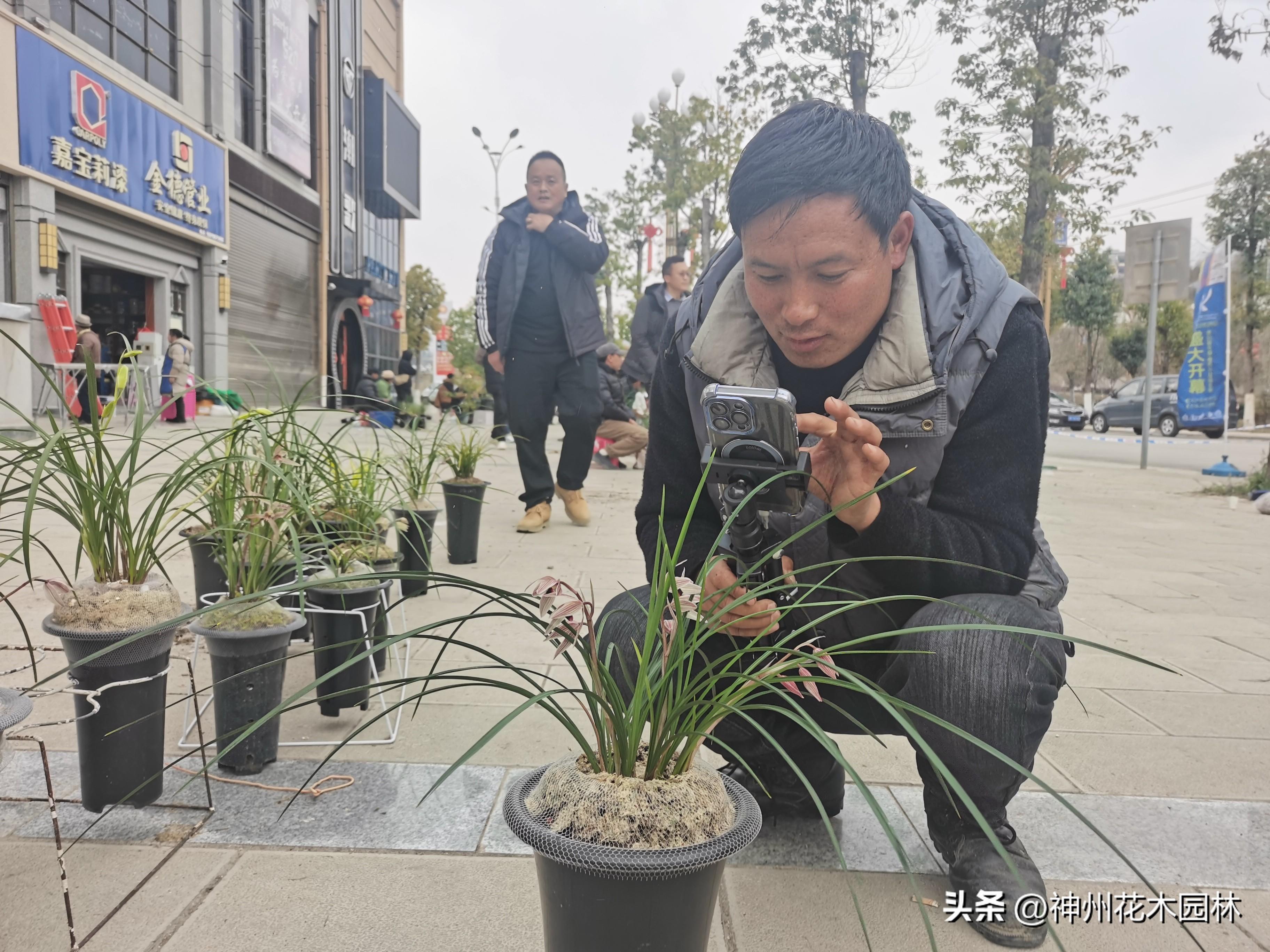 国兰养殖致富_致富经养兰花视频_养兰致富经