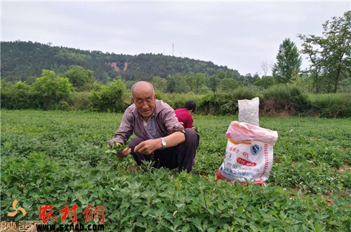 致富种植灰灰菜怎么样_灰菜种植技术_灰灰菜种植致富