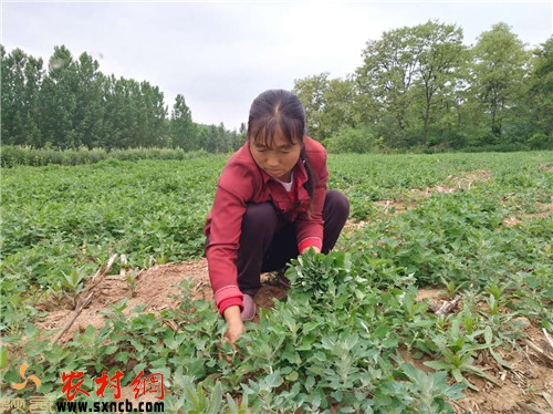 灰菜种植技术_致富种植灰灰菜怎么样_灰灰菜种植致富