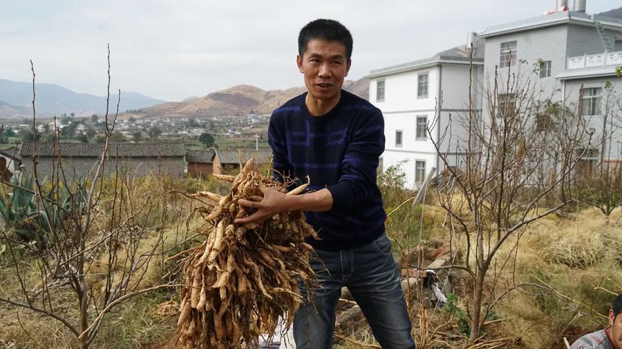 致富热经种植_种植致富新项目_致富种植视频全集