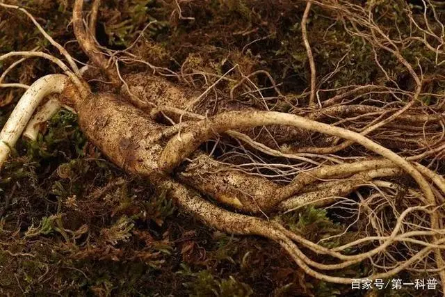 商陆种植致富故事_致富经种植业完整版_种植致富经