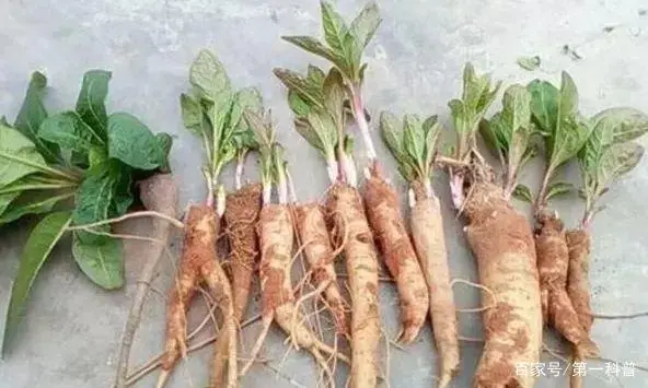 商陆种植致富故事_致富经种植业完整版_种植致富经