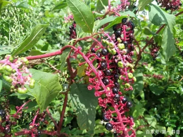 种植致富经_商陆种植致富故事_致富经种植业完整版