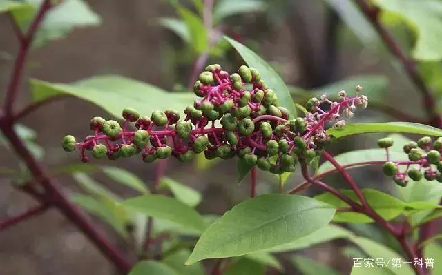 商陆种植致富故事_种植致富经_致富经种植业完整版