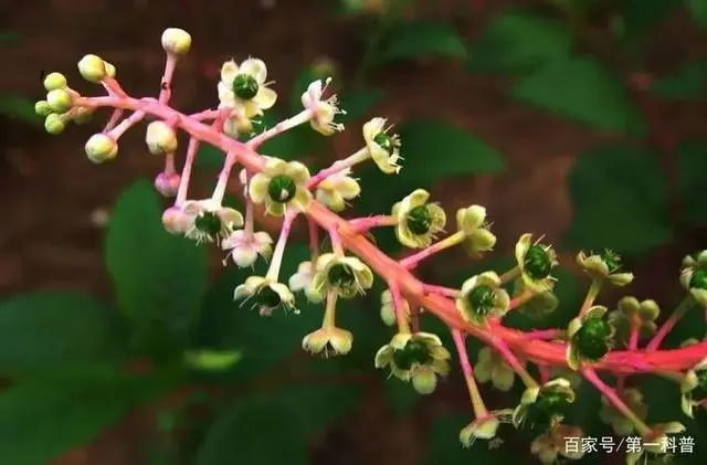 种植致富经_致富经种植业完整版_商陆种植致富故事