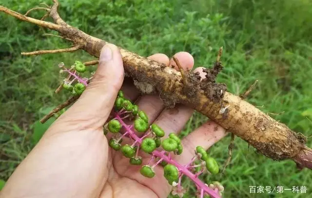 商陆种植致富故事_种植致富经_致富经种植业完整版