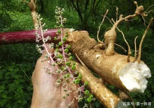 种植致富经_致富经种植业完整版_商陆种植致富故事