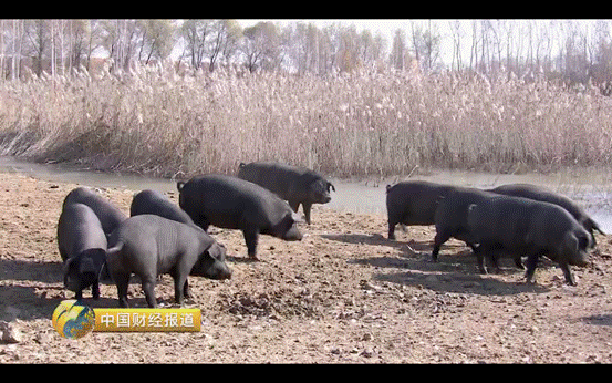 稻蟹种养_稻蟹养殖必备条件_稻蟹养殖技术