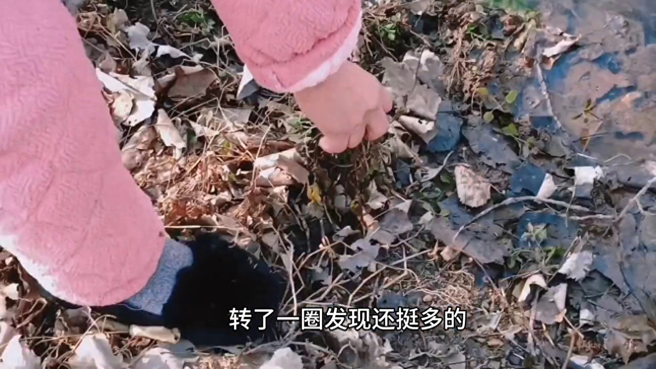 荒野求生之挖野生水芹菜，野生水芹菜可以治疗感冒发烧