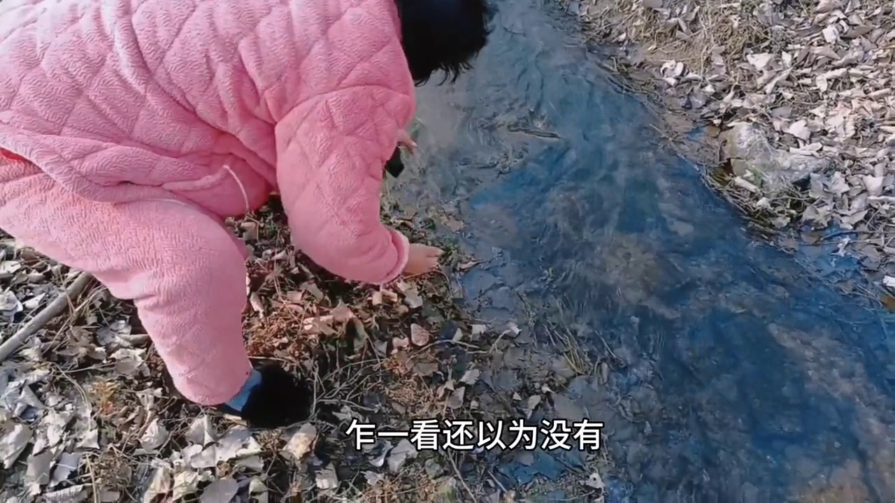 种植芹菜的视频_芹菜种植视频教程_小芹菜的种植技术视频播放