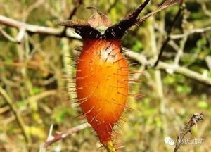 致富经鳝鱼养殖_致富养殖鳝鱼视频_致富养殖鳝鱼怎么样