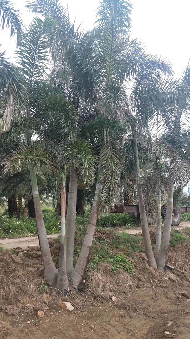 椰子树