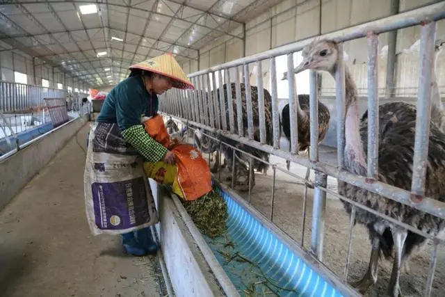 绿色养殖致富技术_绿色养殖业_致富养殖绿色技术研究