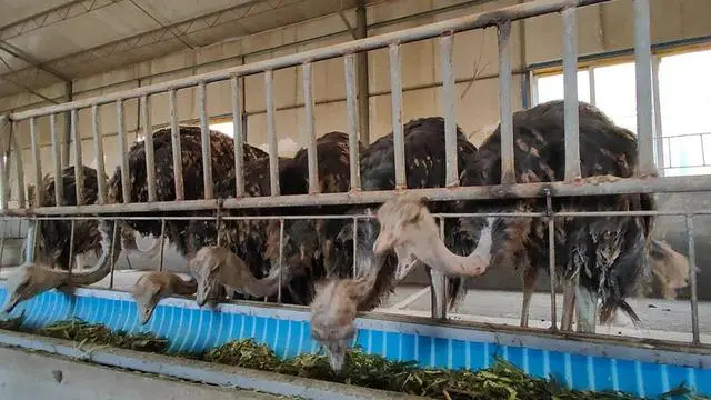 致富养殖绿色技术研究_绿色养殖业_绿色养殖致富技术