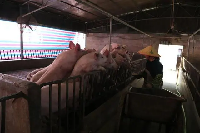 绿色养殖业_致富养殖绿色技术研究_绿色养殖致富技术