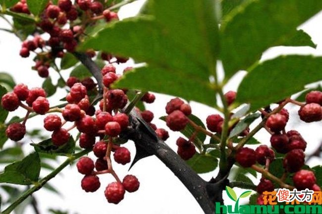 农村致富种植什么好