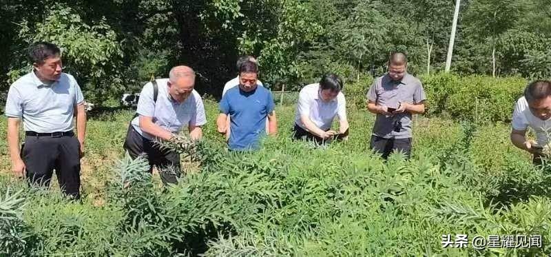卢氏黄精种植致富_卢氏黄精种植致富_卢氏黄精种植致富